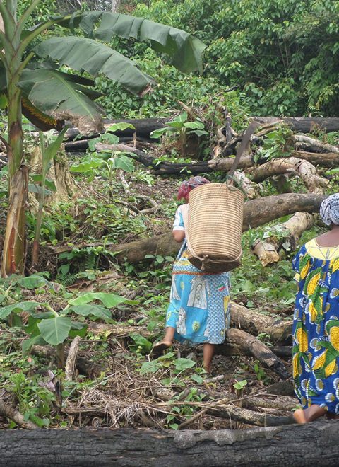 Mujeres de Kogo de la Asociación W.M de labor en la finca. 2015